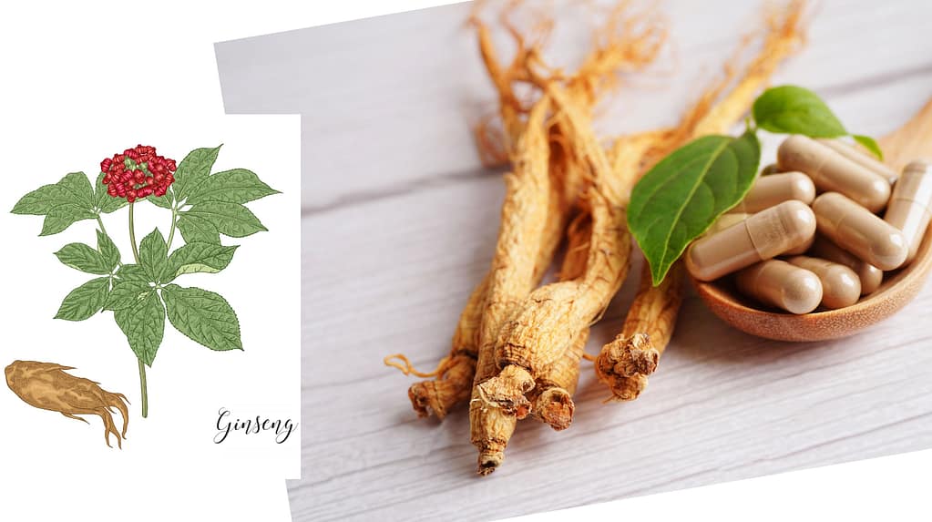 Ginseng