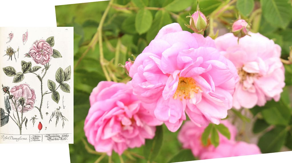 Rosa damascena