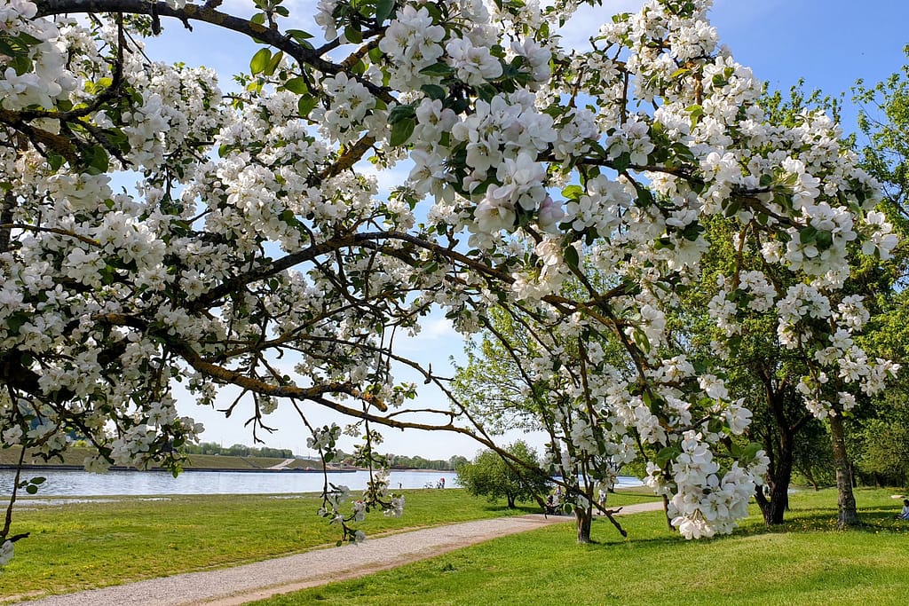 Missä olit silloin - Toukokuu - Kaunas