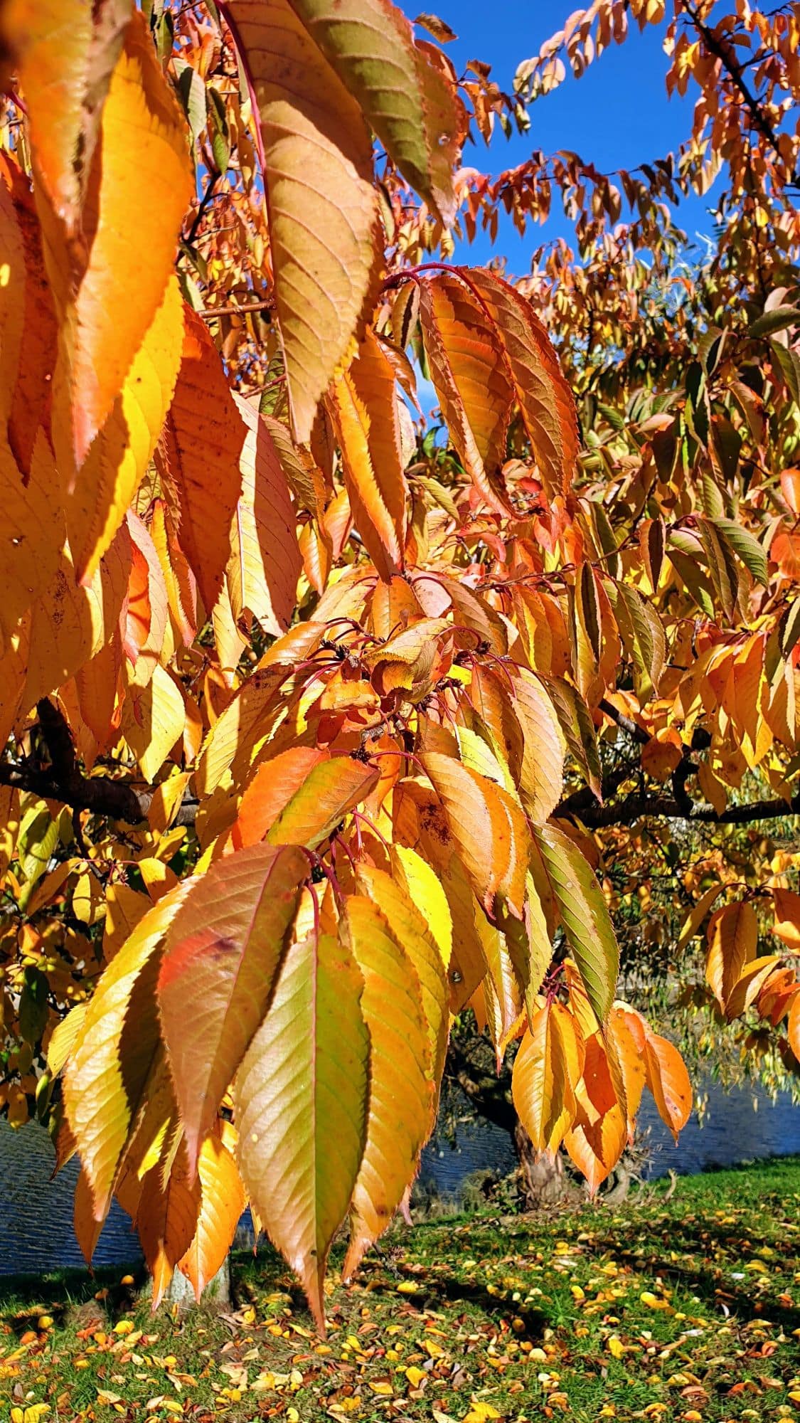 Syysloma Kaunasissa - Nemuno sala