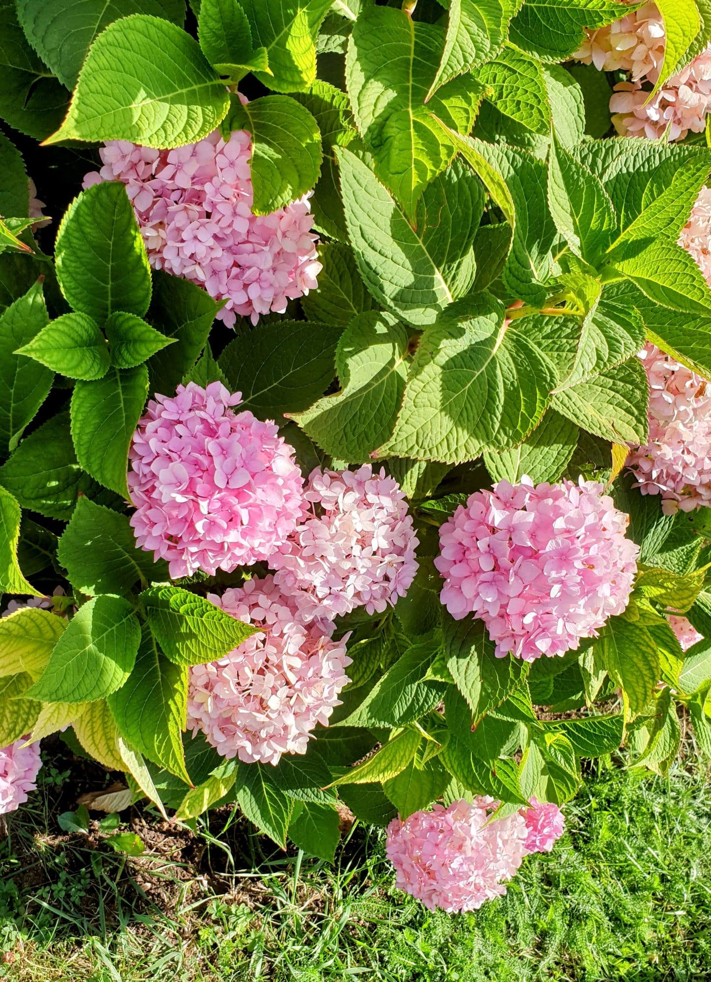 Kaunasin kasvitieteellinen puutarha