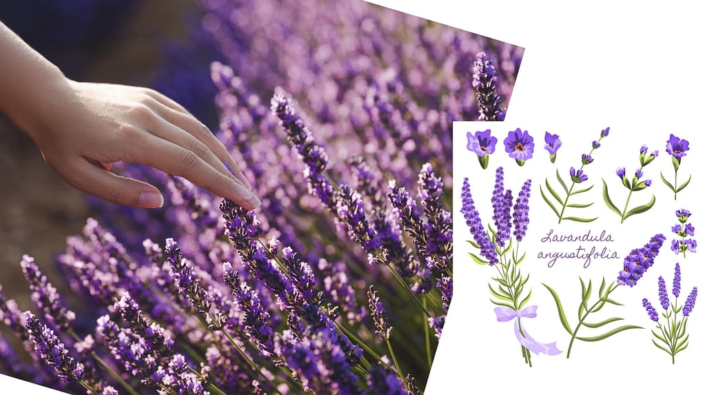 Lavandula angustifolia