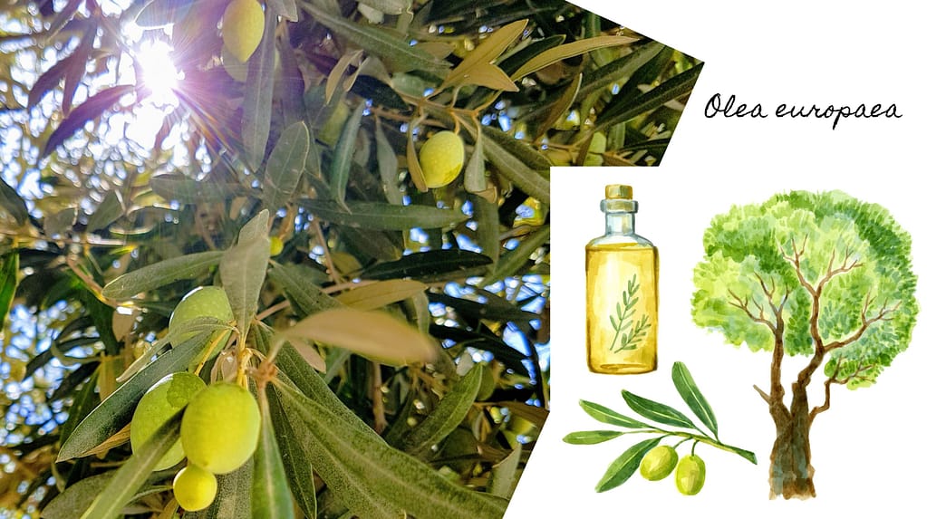 Olea europaea