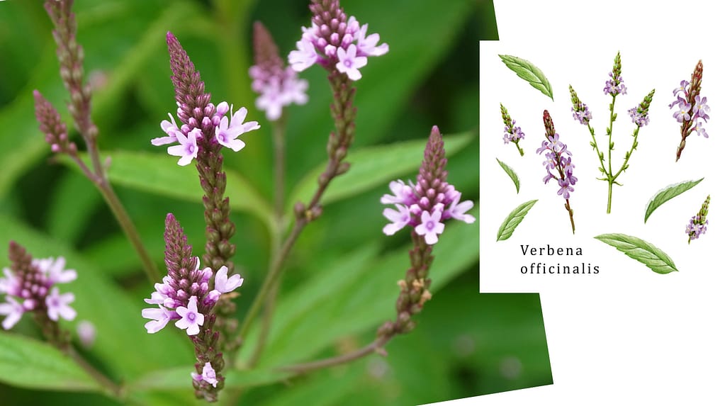 Verbena officinalis