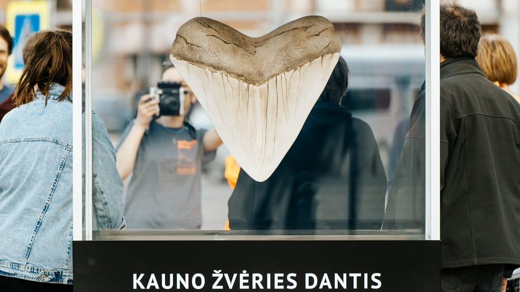 Rastas Kauno Žvėries dantis