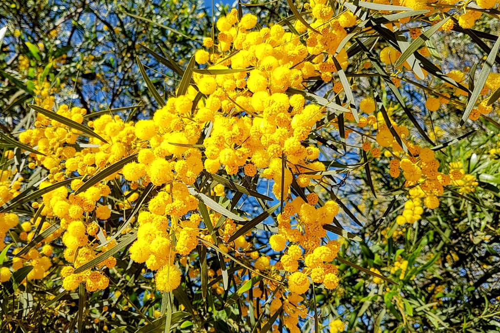 Mimosa