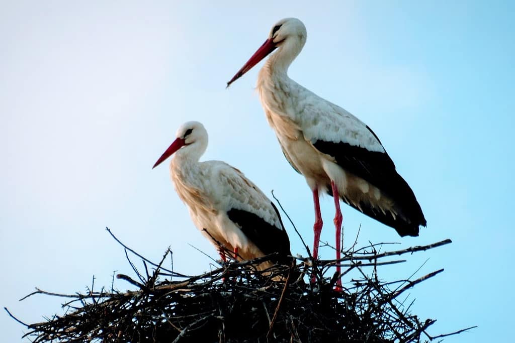 Haikarat, Parque Ambiental de Vilamoura