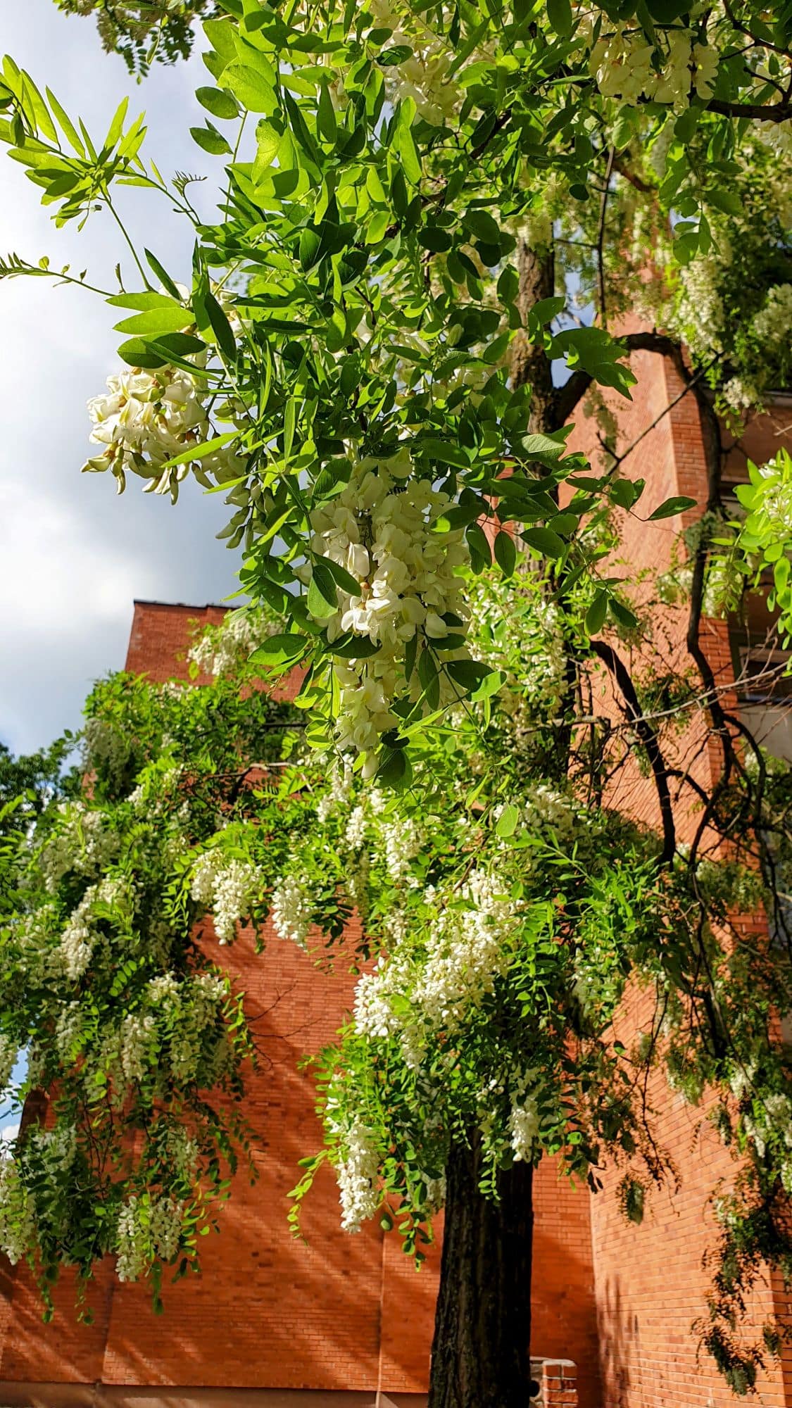 Marijampolėn kissat - Pääkirjasto