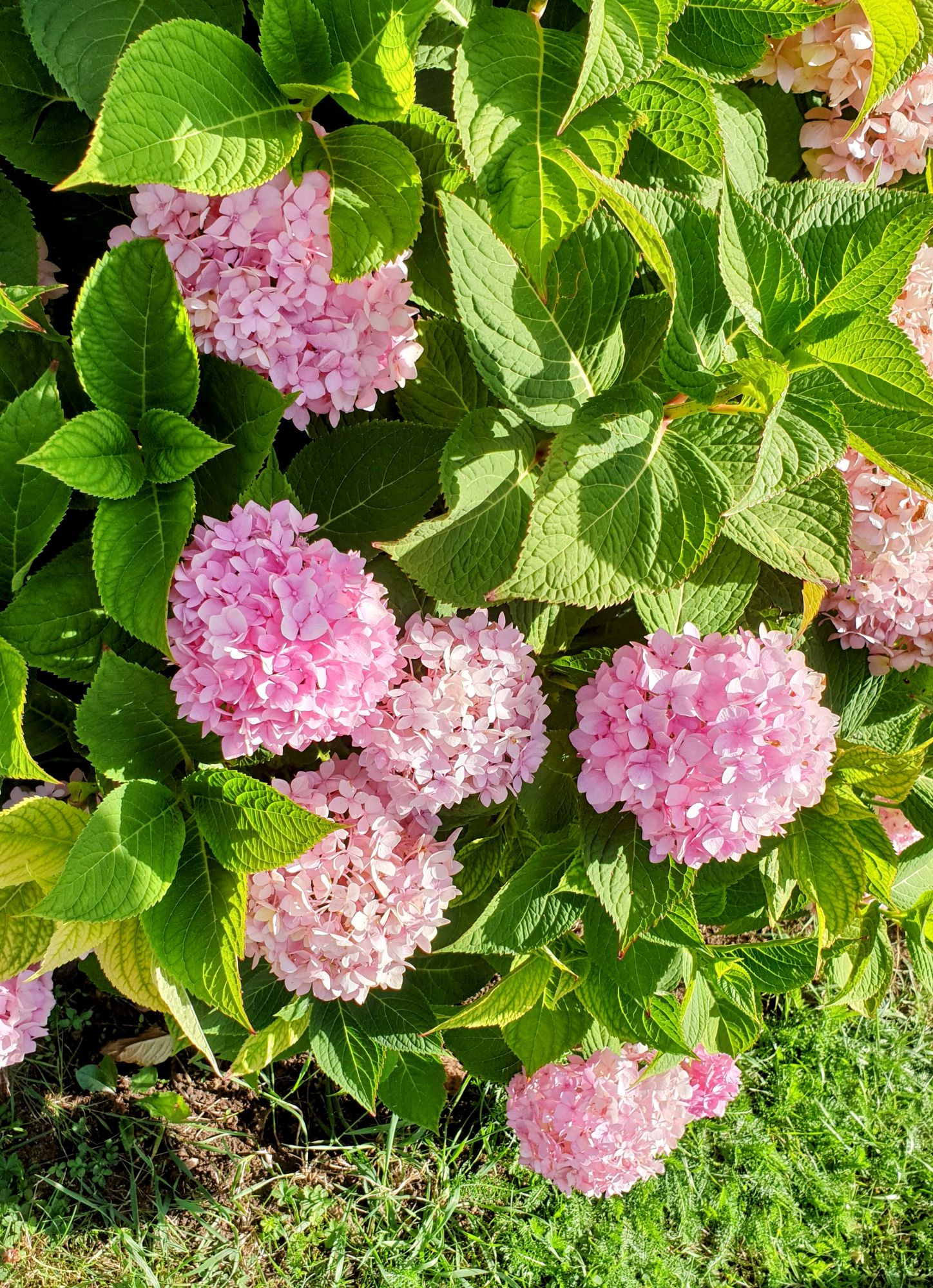 Kaunasin kasvitieteellinen puutarha